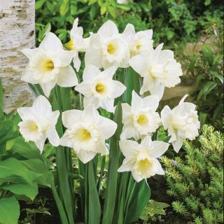 Mount Hood Daffodil Thumbnail